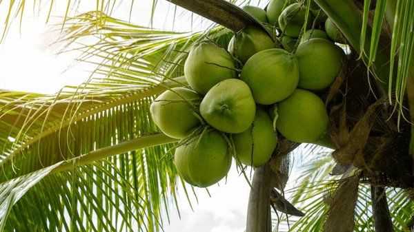 Coconut Plantation